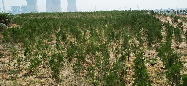 鶴壁市淇濱區南太行地區山水林田湖草生態保護草莓视频下载黄污工程