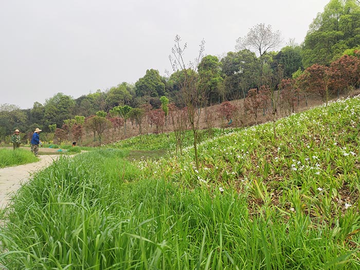 衡陽市常寧水口山鉛鋅煤礦區山水林田湖草生態保護草莓视频下载黄污試點工程